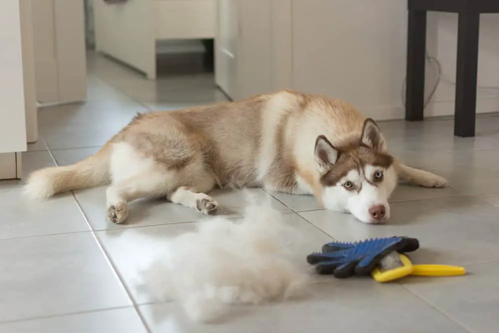 husky shedding season and fur care