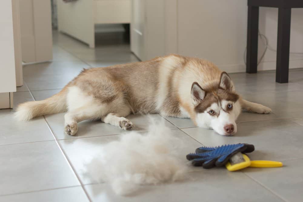 husky shedding season and fur care