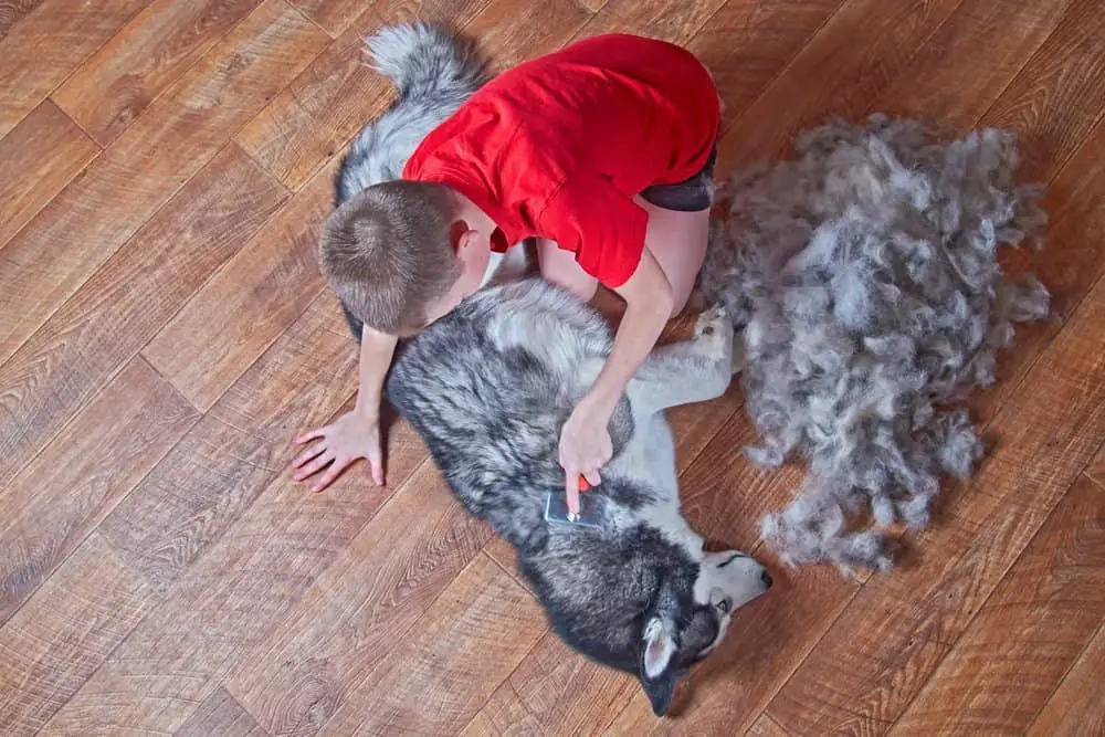 husky's fur being combed by a boy wearing red shirt