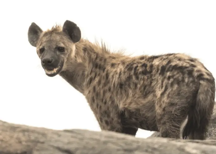 hyena standing and looking on its side
