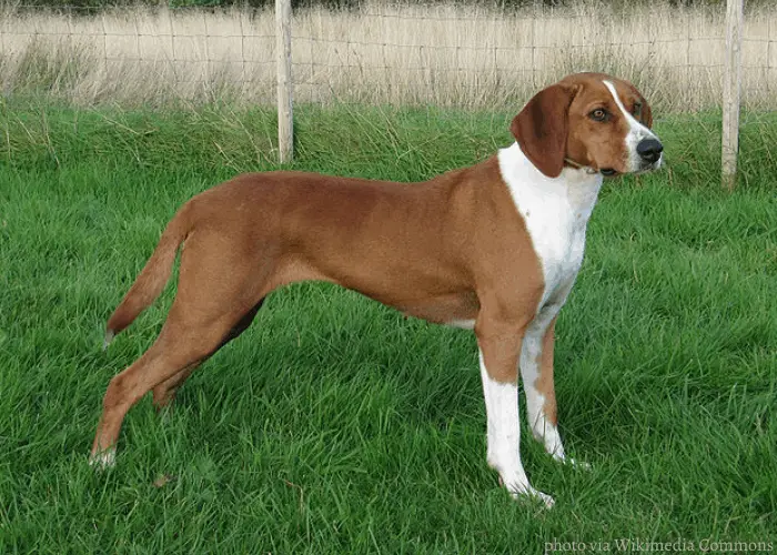hygen hound standing on the lawn