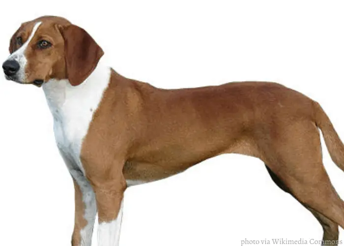 hygen hound on white background