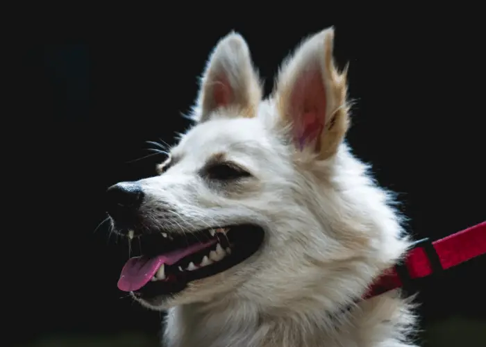 indian spitz on black background