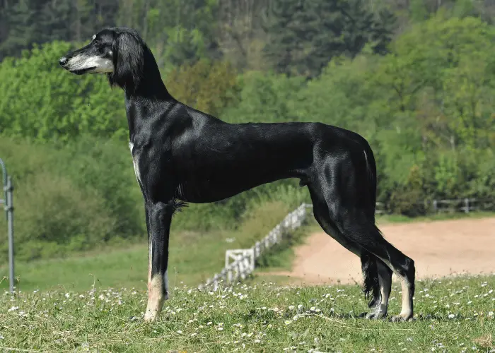 iran's saluki standing on the lawn