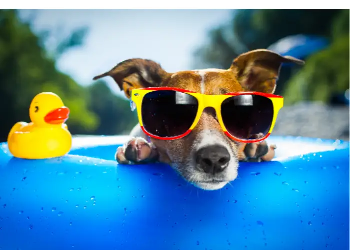 jack russell beach dog