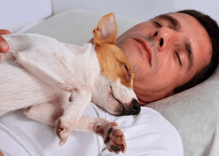 jack russell sleeping on top of its male owner
