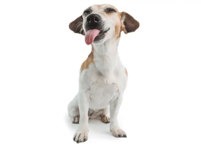 jack russell sticking its tongue out