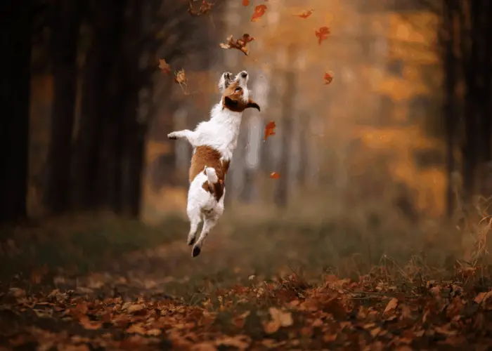 jack russell terrier jumping in the forest