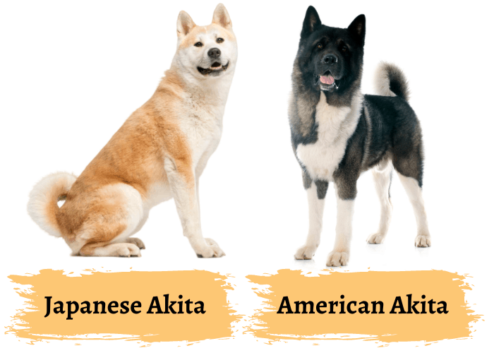 japanese akita vs american akita on white background