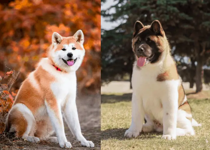 japanese and american akita image