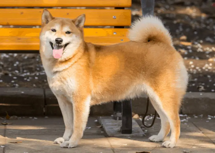 japanese shiba inu outdoors