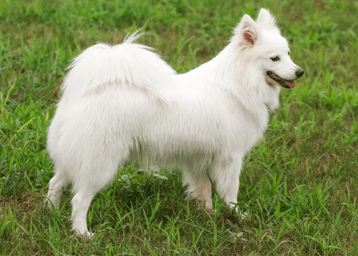 japanese spitz dog standing outdoors