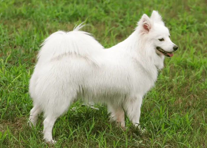 japanese spitz outdoors