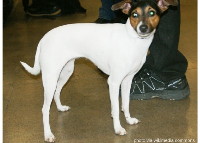 japanese terrier standing on cemented ground