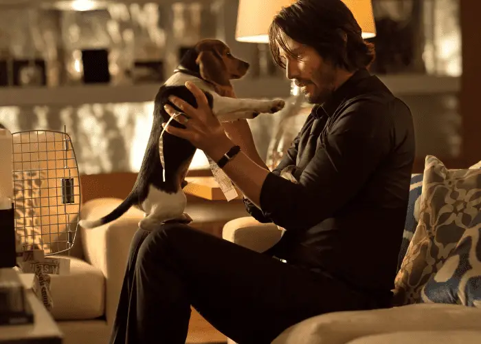 john wick's beagle