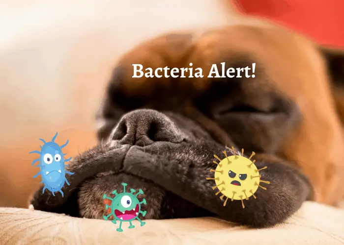 jowls with bacteria cartoon