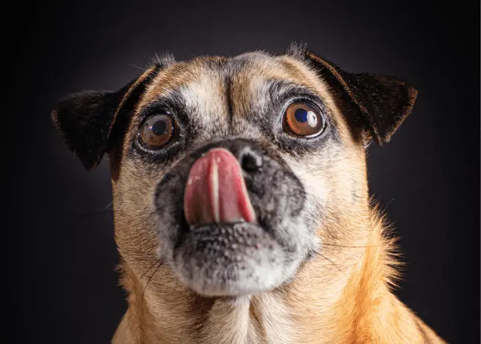 jug dog on black background