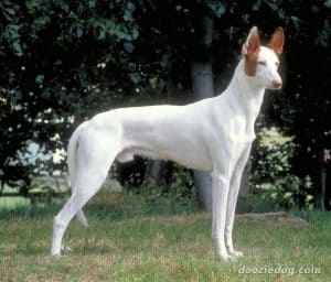 kaikadi ddog breed standing on the lawn