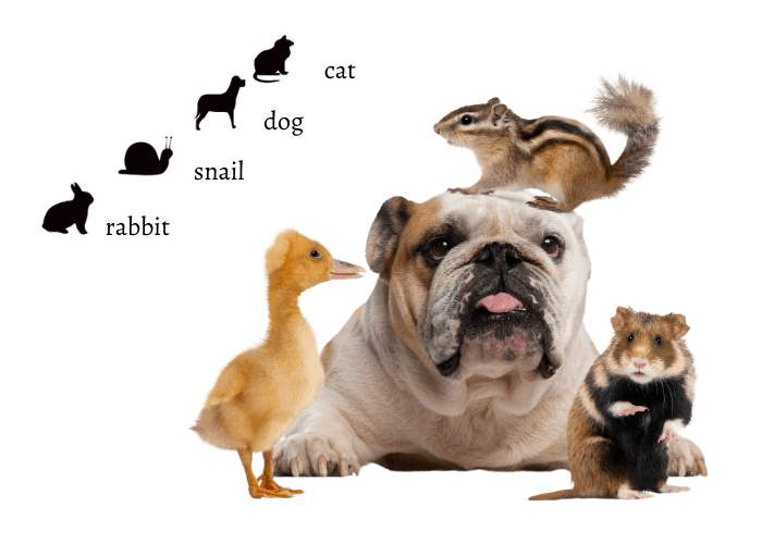 kinds and species of animals