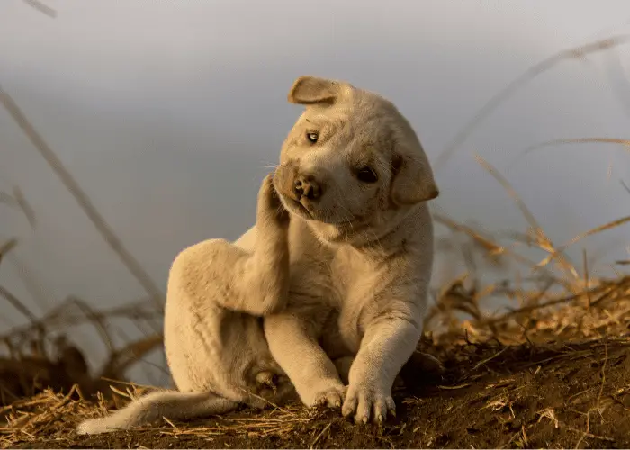 kintamani puppy with itchy neck