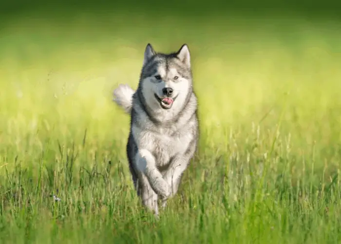 kugsha running in the grass