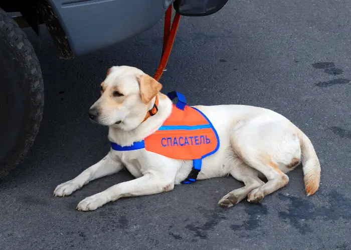 labrador as a service dog