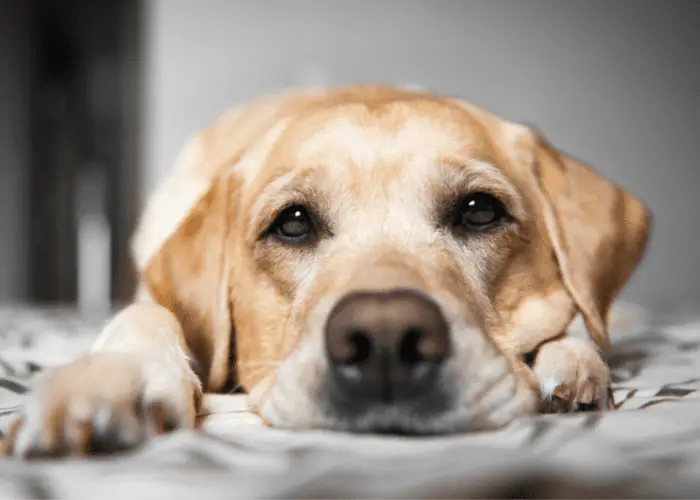 labrador at home