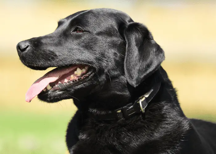 labrador panting during hot weather