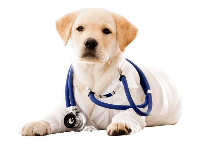 labrador puppy with stethoscope