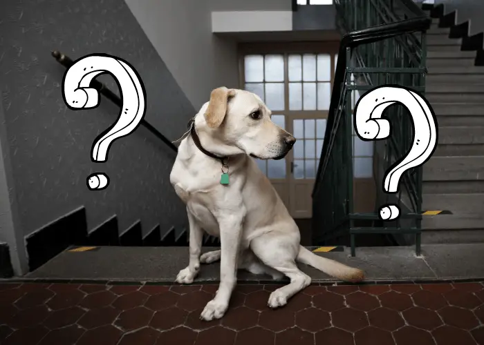 labrador retriever at the stairs of an apartment building with questions beside it