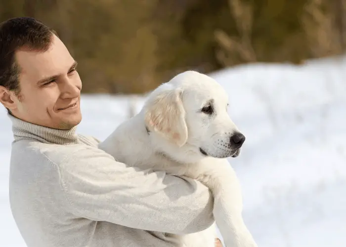 labrador retriever being carried by owner