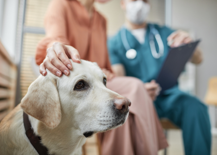 labrador retriever in a vet clinic