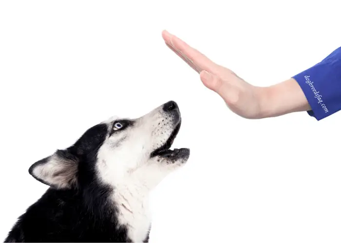 lady owner with purple sleeve gesturing husky to stop barking