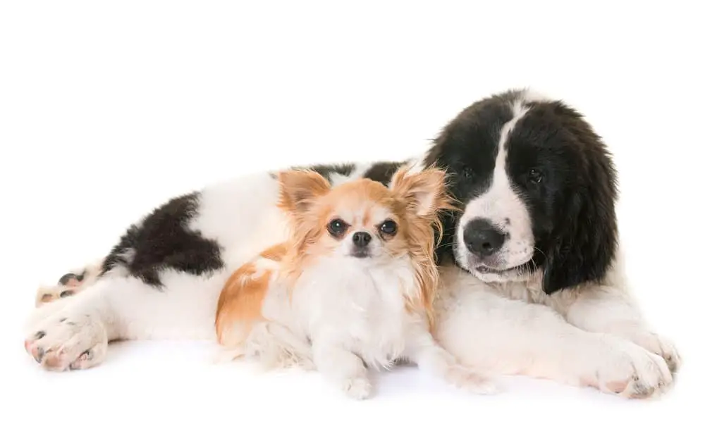 landseer puppy and chihuahua