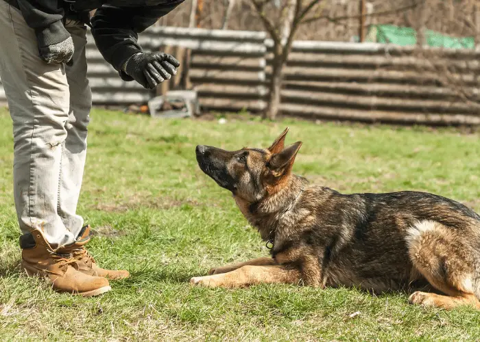 lay down dog command in german