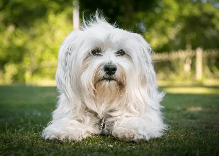 lhasa apso outdoors