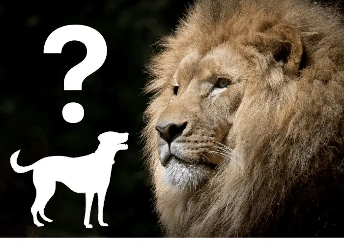 lion and dog silhoutte