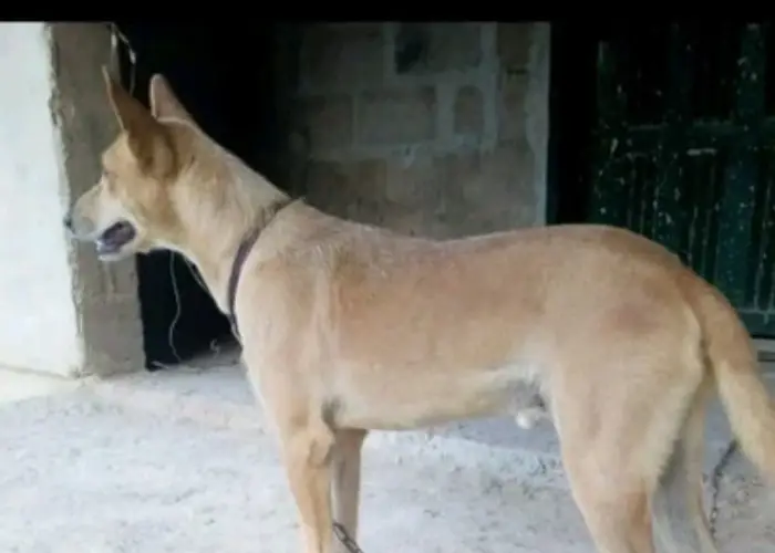 local Nigerian ekuke dog in a home