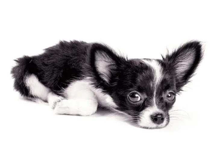 long-haired chiwawa on white background