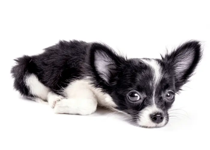 long coat chiwawa on white background