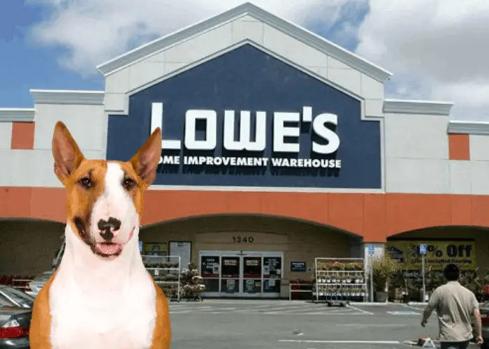 lowe's in Boston with bull terrier on the background