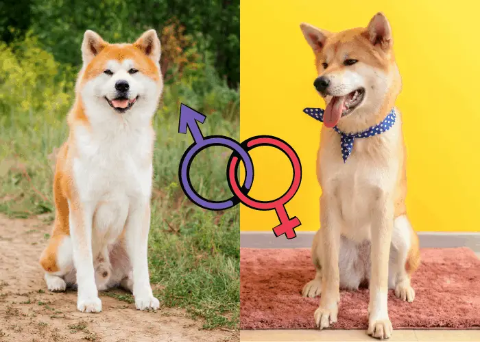 male and female akitas