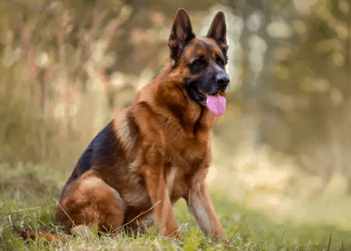 male german shepherd sitting on the lawn