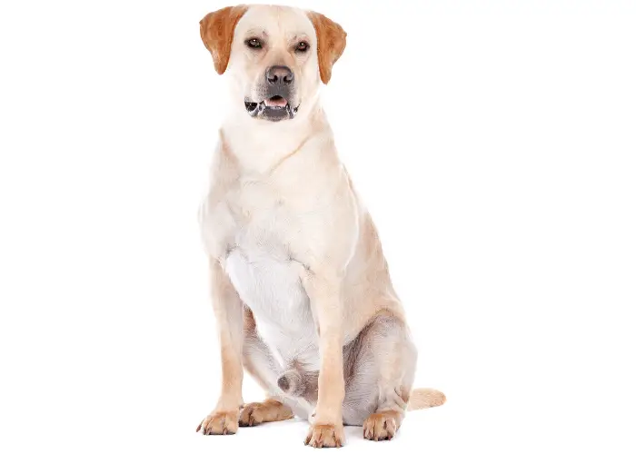 male labrador retriver sitting on white background