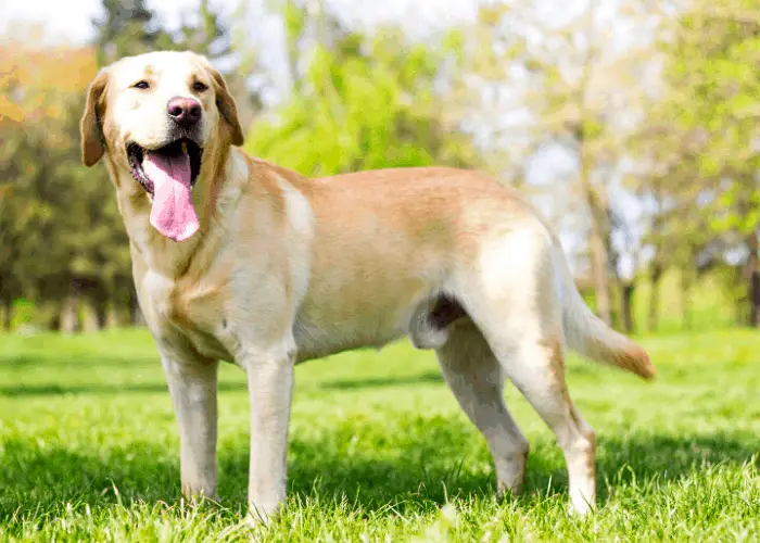 male labrador retriver standing on the lawn marking its territory