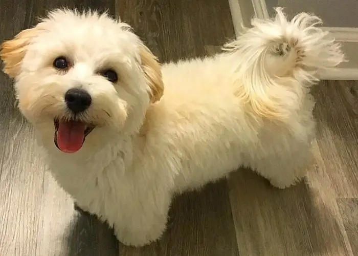 maltipoo breed at home