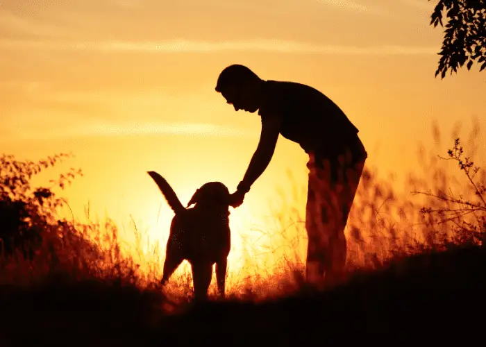 man and its dog during sunset