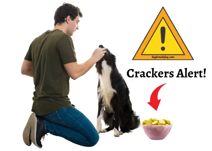 man feeding his dog with a bowl of crackers and alert sign on the background