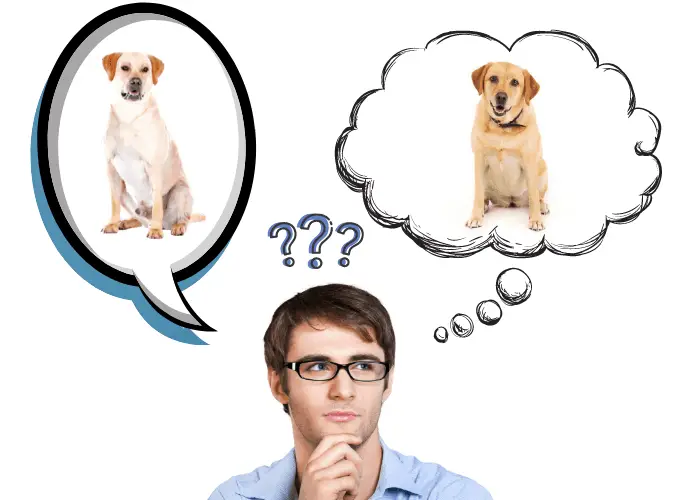man with eyeglasses thinking about male vs. female labrador pros and cons