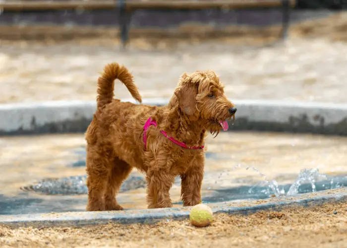 mini goldendoodle in a pool